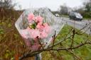 Pink carnations left at the scene of a fatal crash on the A148 near Fakenham