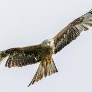 An investigation has discovered that a Red Kite found dead in North Creake was poisoned. File photo.