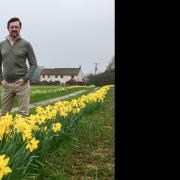 Vance and David Taylor from Fieldview Farm House B & B on their daffodil driveway