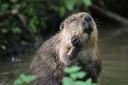 The Norfolk Rivers Trust has released a pair of beavers into a chalk stream headwater in north Norfolk.