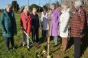 Stanhoe and Barwick WI president plants the maple tree watch by, from left, committee members Mary Hall, Pam Protheroe, Valerie Robson, Julia Walton, Sandra Carr and Shirley Shurvinton. Picture: Peter Bird
