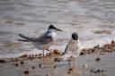 A pair of little tern Chicks at Blakeney Point