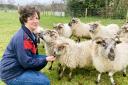 Suzannah Long with her flock of rare Boreray sheep at Holly Farm in Litcham