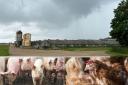 The plans for the mega farm in Methwold could be decided in months