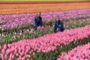 Tickets for the Norfolk Tulips' annual Tulips for Tapping display will go on sale on April 8
