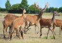 Red deer reared for Waitrose venison at John Savory's farm in Gateley, near Fakenham