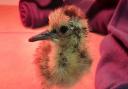 A recently-hatched curlew chick.