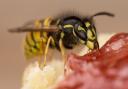 Wasps are out in force this summer amid a long period of warm weather