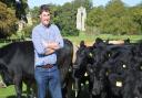 Norfolk farmer James Runciman with his Aberdeen Angus cattle grazing at Walsingham