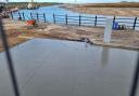 The gull was spotted walking through wet cement at the quayside car park in Wells