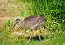A Curlew chick from Curlew Recovery Project Picture: Martin Hayward Smith