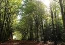Here are some of the best woodland walks to explore in north Norfolk