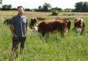 Norfolk farmer Jeremy Buxton with cattle grazing a herbal ley at Eves Hill Farm near Reepham