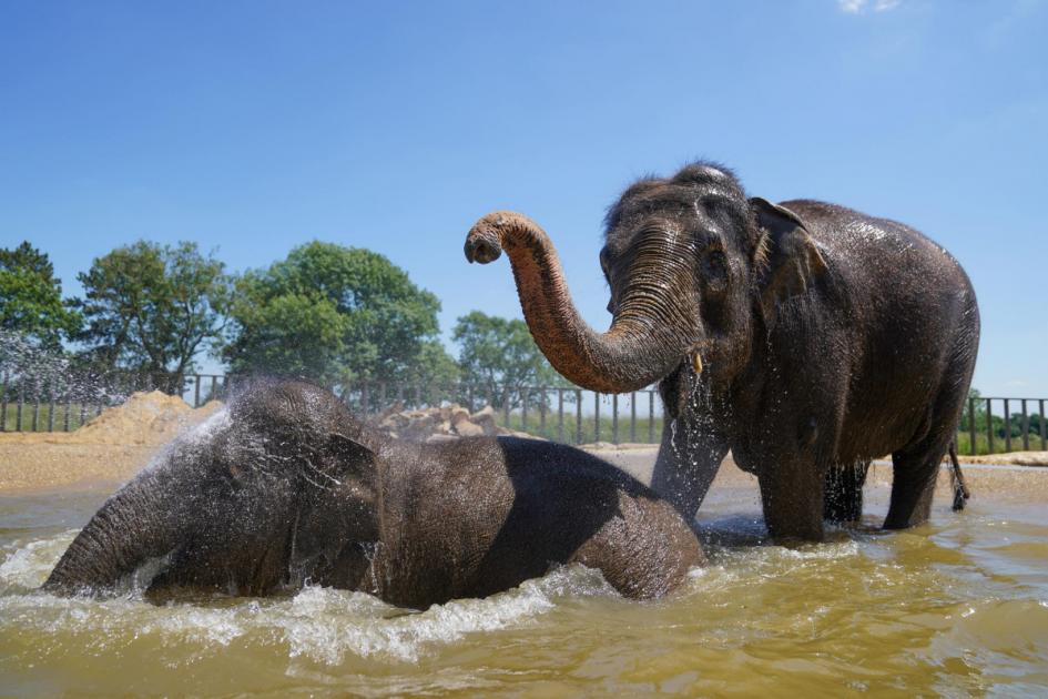 Elephants enjoy presence of zoo visitors, researchers find