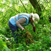 A new project aims to eradicate Himalayan balsam from the River Wensum. Pictured: A Norwich RiverCare volunteer clearing the invasive plant from the river bank