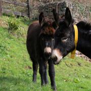 The mare and foal, named Abbie, who was three months pregnant, and Timmy, were spotted running in a field alongside the A47 near Dereham, with just a thin hedge separating them from the fast-moving traffic