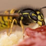 Wasps are out in force this summer amid a long period of warm weather