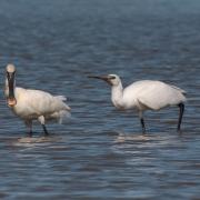 A new colony of spoonbills has been formed at a farm in Cley. Pictured are an adult and young spoonbill at Holkham