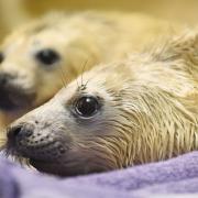 The RSPCA Centre at East Winch have taken in a large number of seal pups since the storm surge last weekend. Picture: Ian Burt