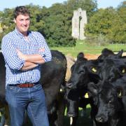 Norfolk farmer James Runciman with his Aberdeen Angus cattle grazing at Walsingham