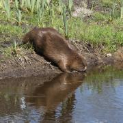 Sculthorpe Moor Nature Reserve has provided an update on the pair of Eurasian Beavers it released into an enclosure last April. Picture: Roger Tidman