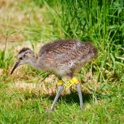 A Curlew chick from Curlew Recovery Project Picture: Martin Hayward Smith