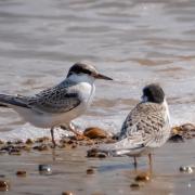 A pair of little tern Chicks at Blakeney Point