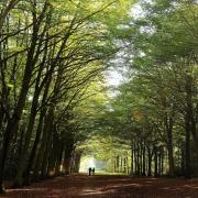 Here are some of the best woodland walks to explore in north Norfolk