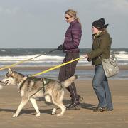 Holkham beach is one of the UK's best dog walking spots