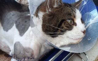 Puddy was run over by a car on March 28, leaving his owners with £1,550 in vet bills after having his leg amputated